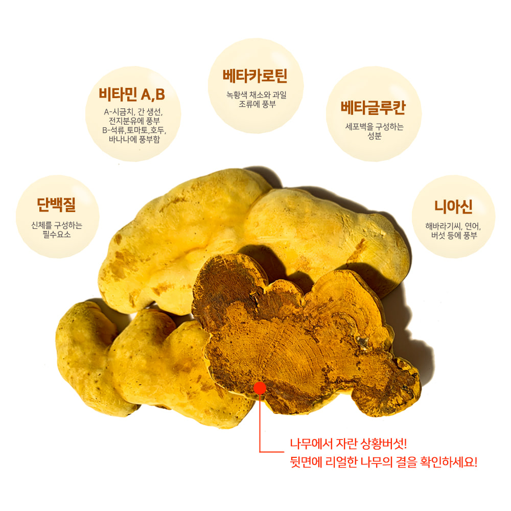 신영몰 상황버섯 500g 통/원형 국산 자연버섯 원물